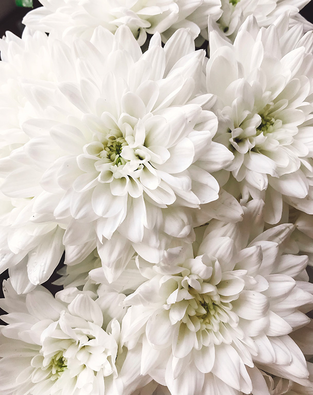 chrysanthèmes fleurs rungis autres pensées