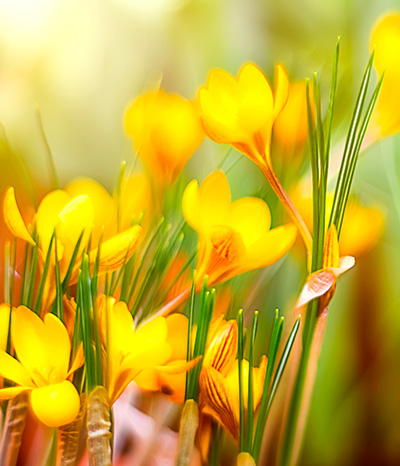 crocus fleurs rungis autres pensées