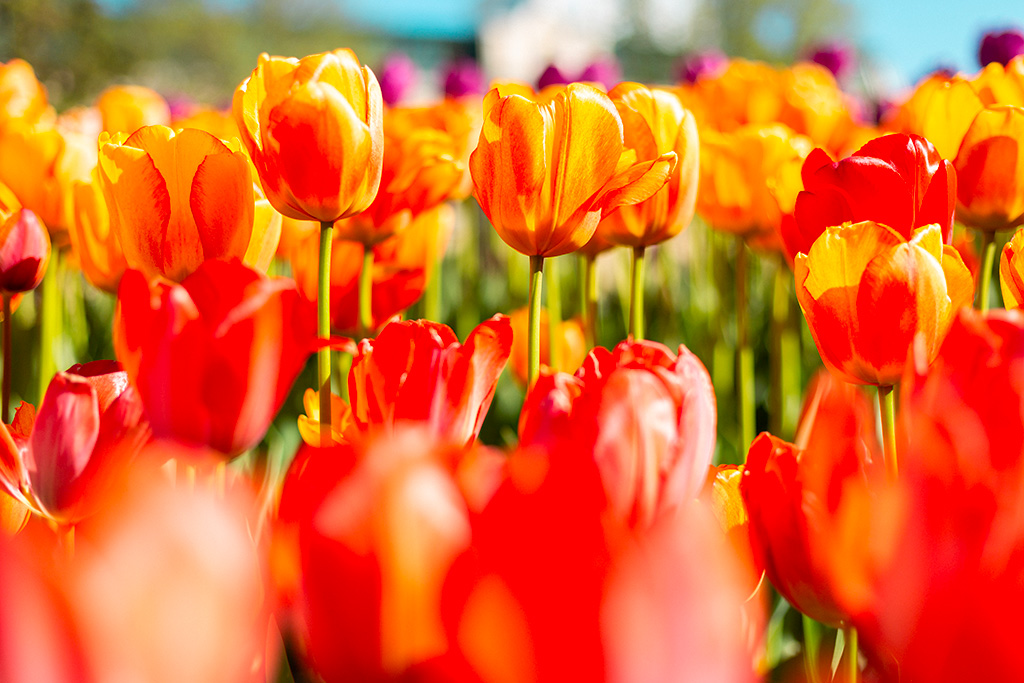 tulipes fleurs de saison autres pensées rungis