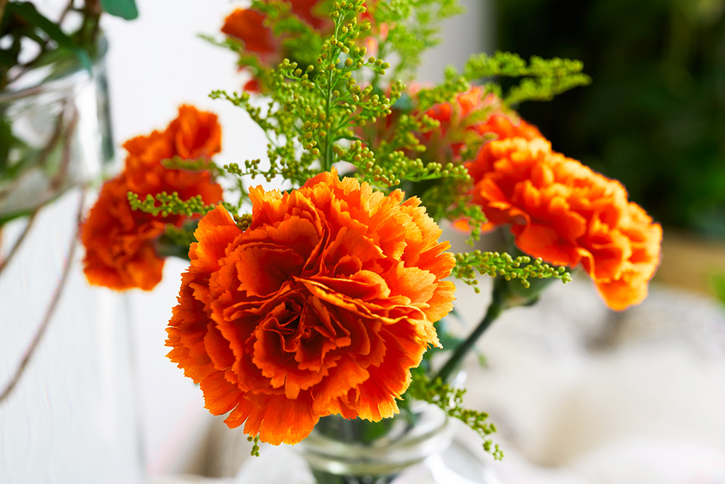 oeillets fleurs rungis autres pensées