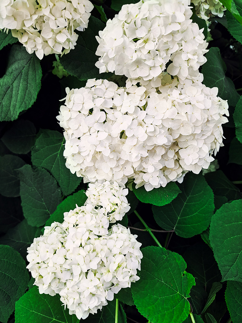 hortensias fleurs rungis autres pensées
