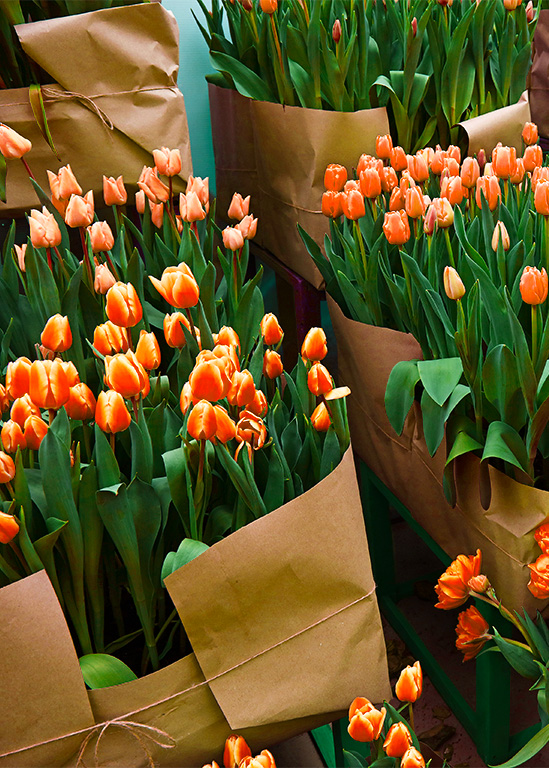 tulipes fleurs rungis autres pensées
