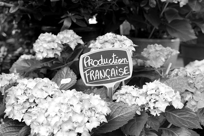 hortensia fleurs autres pensées