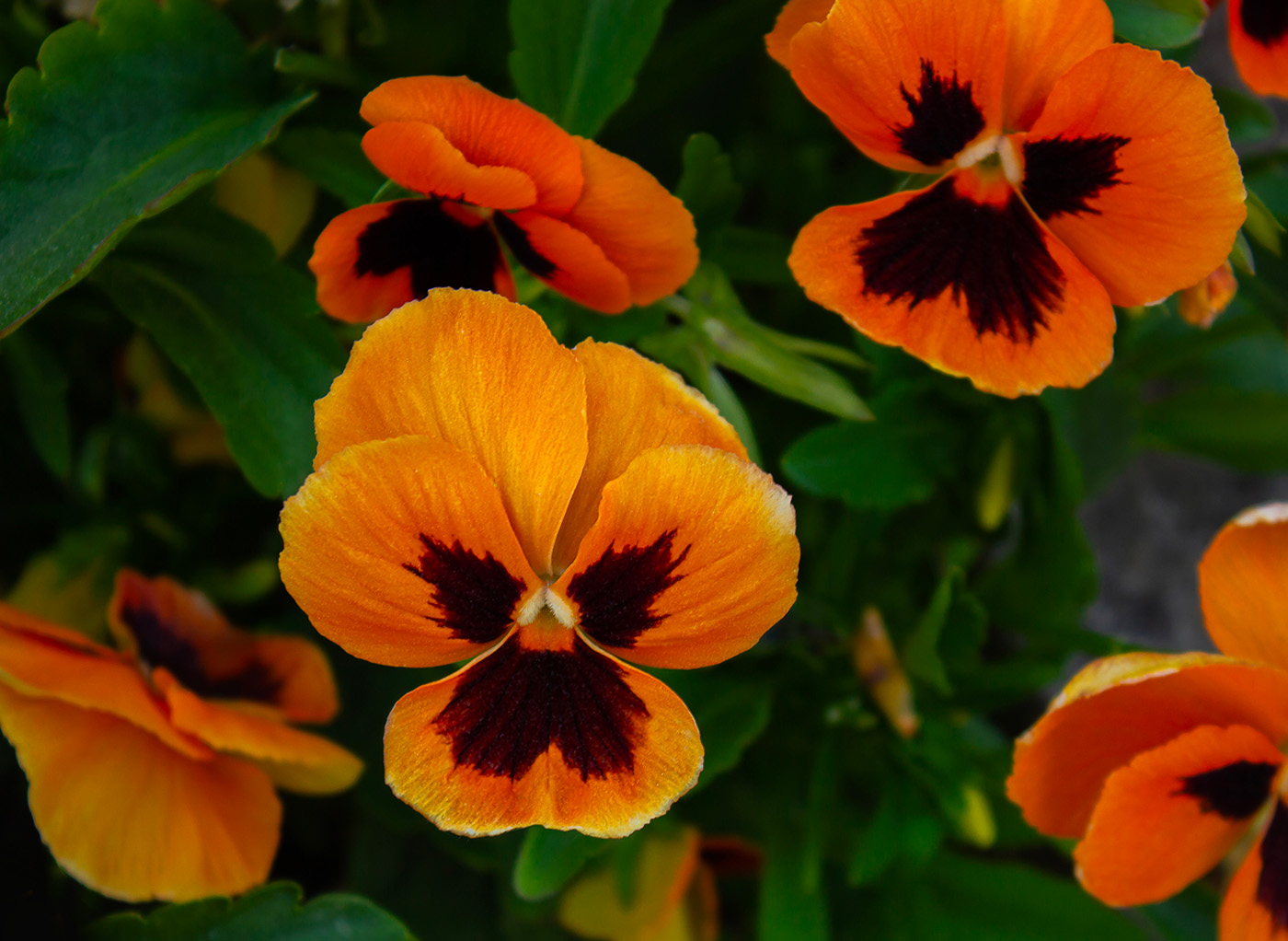 pensées fleurs rungis
