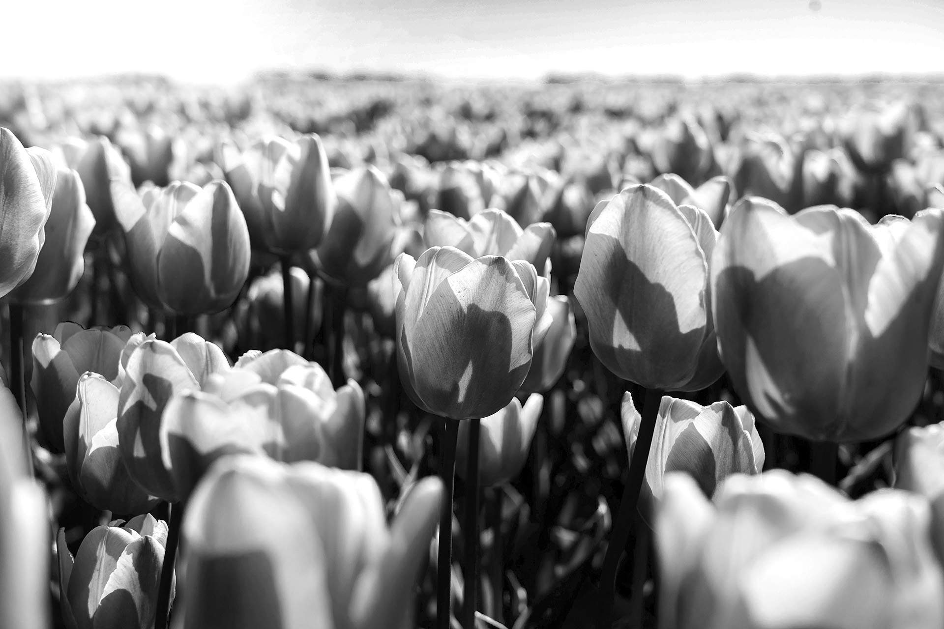 champ de tulipes fleurs rungis autres pensées